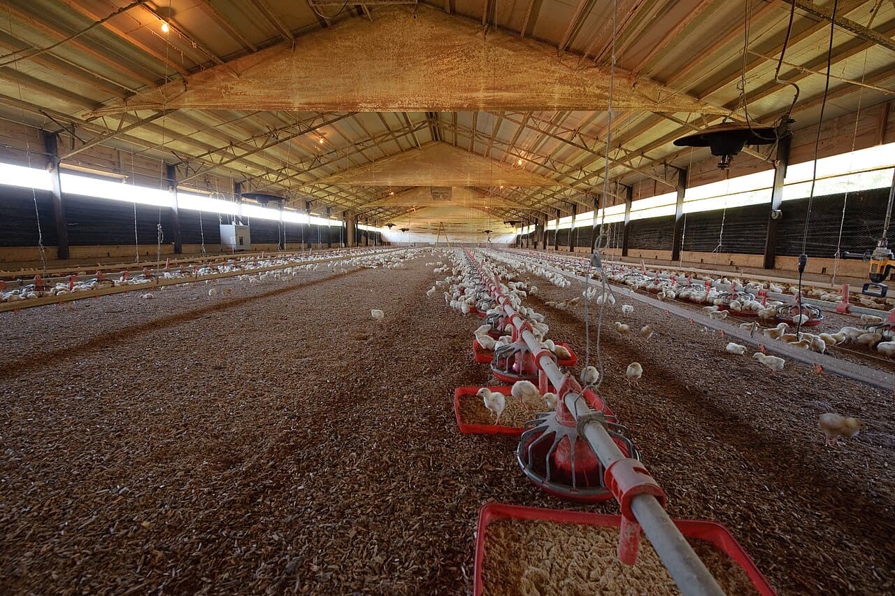 Young broiler chickens spread across the litter of a long, naturally lit poultry house