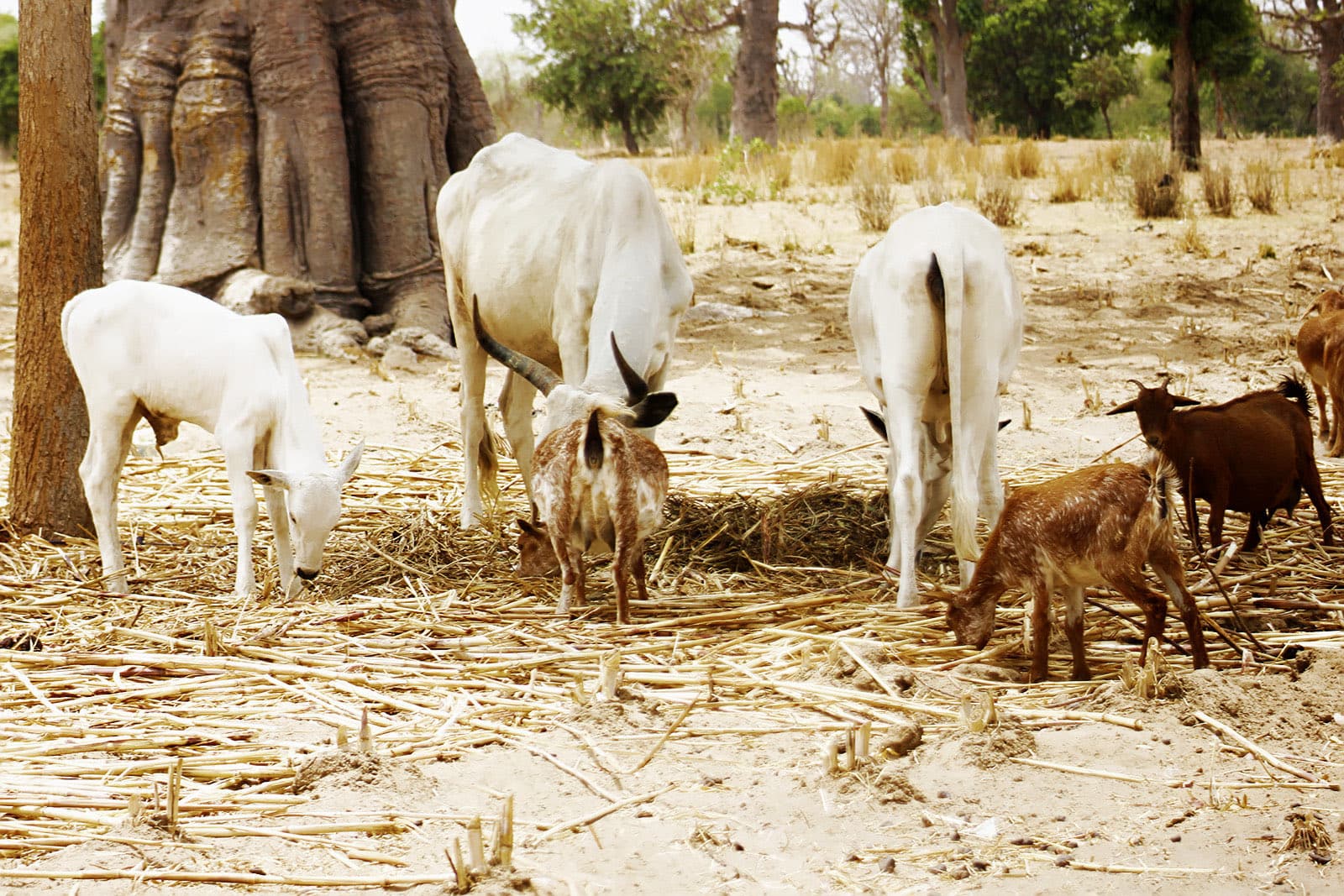 White Fulani cattle and goats grazing on dry farmland beside a baobab tree