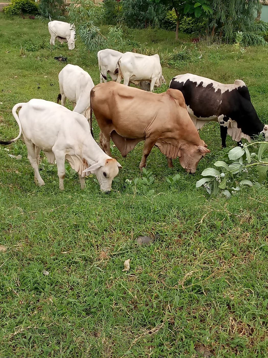 A mixed herd of cows grazing on green pasture