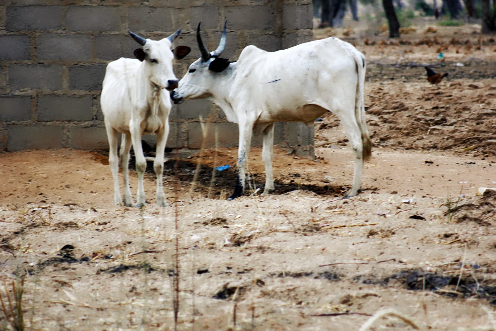 Two White Fulani cattle standing on bare farmland in the afternoon sun